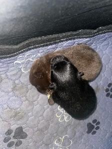purebred Pomeranian puppies  Looking for a new home - Photo 5