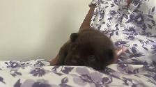 purebred Pomeranian puppies  Looking for a new home - Photo 6