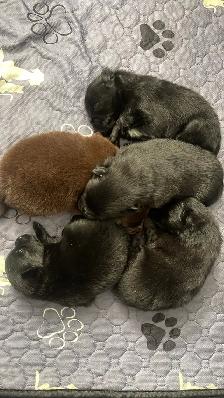 purebred Pomeranian puppies  Looking for a new home - Photo 7