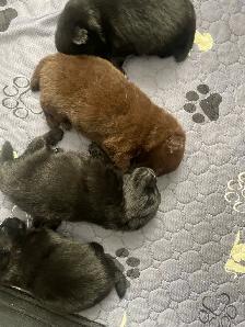 purebred Pomeranian puppies  Looking for a new home - Photo 8