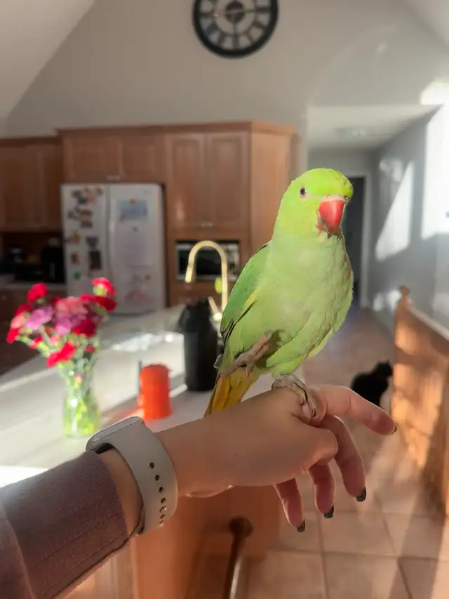 Indian ringneck baby boy