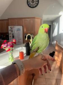 Indian ringneck baby boy