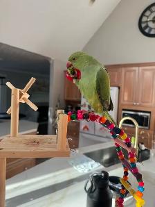 Indian ringneck baby boy - Photo 2
