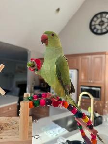 Indian ringneck baby boy - Photo 3