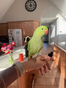 Indian ringneck baby boy - Photo 4