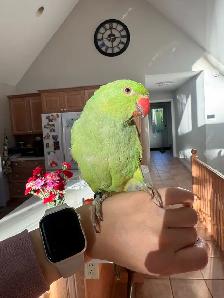 Indian ringneck baby boy - Photo 5