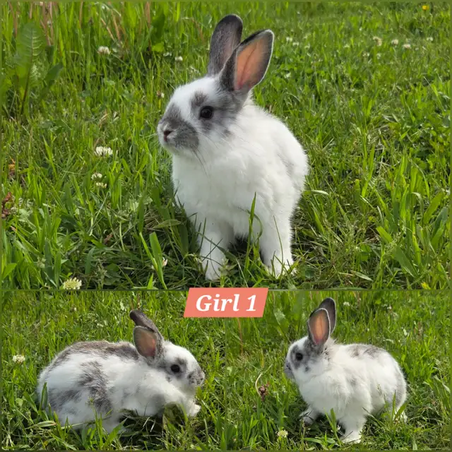 Mini Holland Lop / Netherland Dwarf / Flemish Giant Bunnies