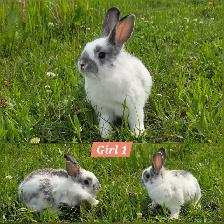 Mini Holland Lop / Netherland Dwarf / Flemish Giant Bunnies