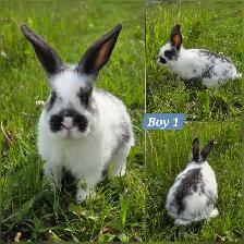 Mini Holland Lop / Netherland Dwarf / Flemish Giant Bunnies - Photo 2