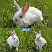 Mini Holland Lop / Netherland Dwarf / Flemish Giant Bunnies - Photo 4