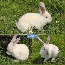 Mini Holland Lop / Netherland Dwarf / Flemish Giant Bunnies - Photo 5