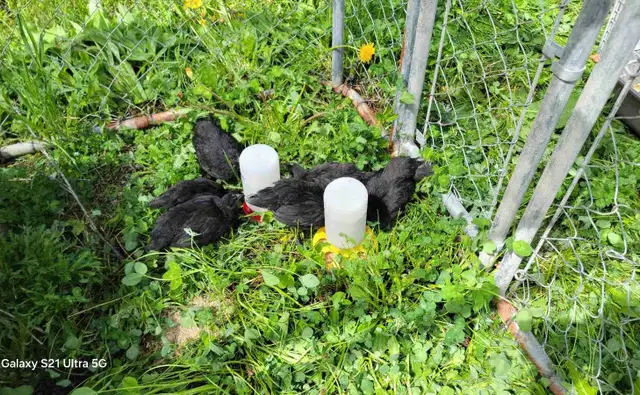 Ayam Cemani