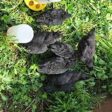 Ayam Cemani - Photo 2