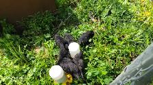 Ayam Cemani - Photo 3