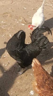 Ayam Cemani - Photo 4