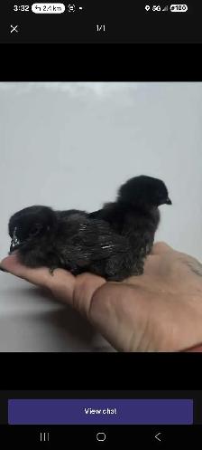 Ayam Cemani - Photo 5