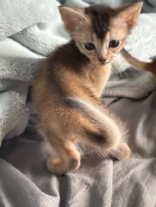 ABYSSINIAN KITTEN - Photo 2