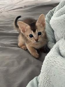 ABYSSINIAN KITTEN - Photo 4