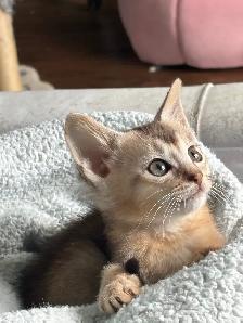 ABYSSINIAN KITTEN - Photo 5