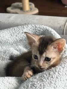 ABYSSINIAN KITTEN - Photo 6