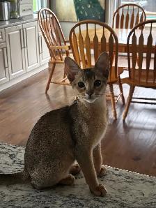ABYSSINIAN KITTEN - Photo 7