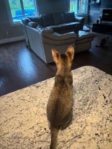 ABYSSINIAN KITTEN - Photo 8