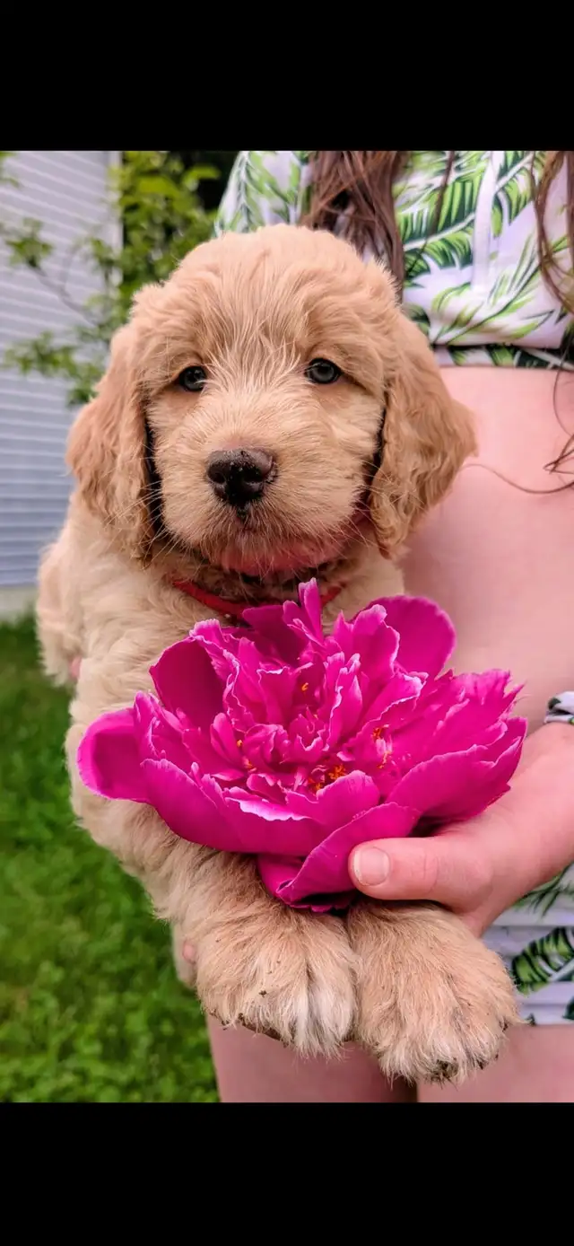 Chiots Goldendoodle F1