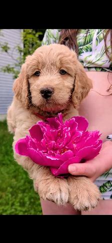 Chiots Goldendoodle F1