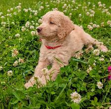 Chiots Goldendoodle F1 - Photo 2