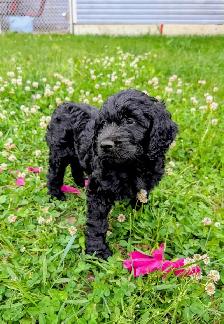 Chiots Goldendoodle F1 - Photo 3