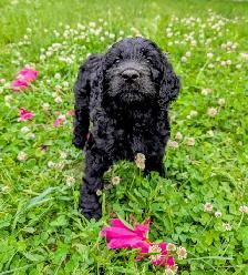Chiots Goldendoodle F1 - Photo 4