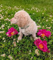 Chiots Goldendoodle F1 - Photo 5