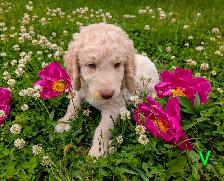 Chiots Goldendoodle F1 - Photo 6