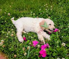 Chiots Goldendoodle F1 - Photo 7