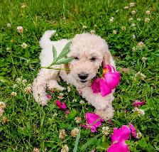 Chiots Goldendoodle F1 - Photo 8