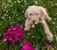 Chiots Goldendoodle F1 - Photo 9