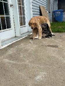 Chiots Goldendoodle F1 - Photo 10