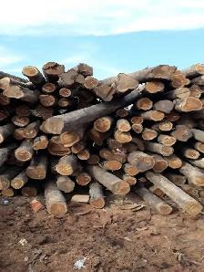 Drop off logs  for free - Photo 2