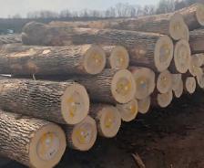 Drop off logs  for free - Photo 3