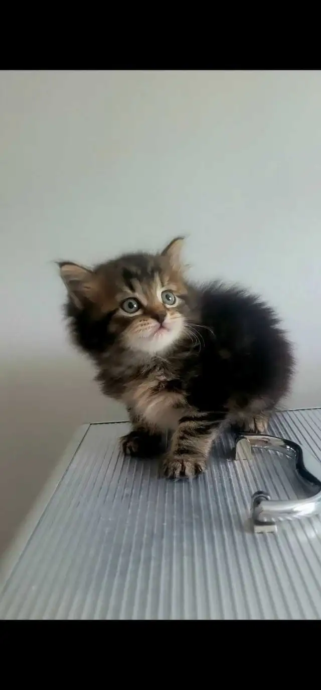 Maine coon kitten