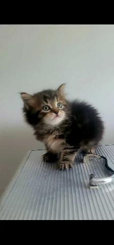 Maine coon kitten