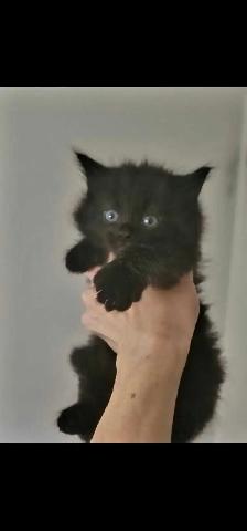 Maine coon kitten - Photo 2
