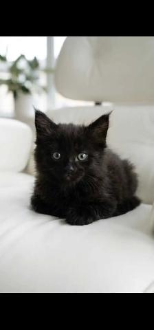 Maine coon kitten - Photo 3