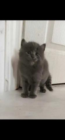 Maine coon kitten - Photo 4