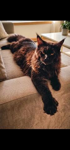 Maine coon kitten - Photo 5