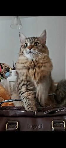 Maine coon kitten - Photo 6