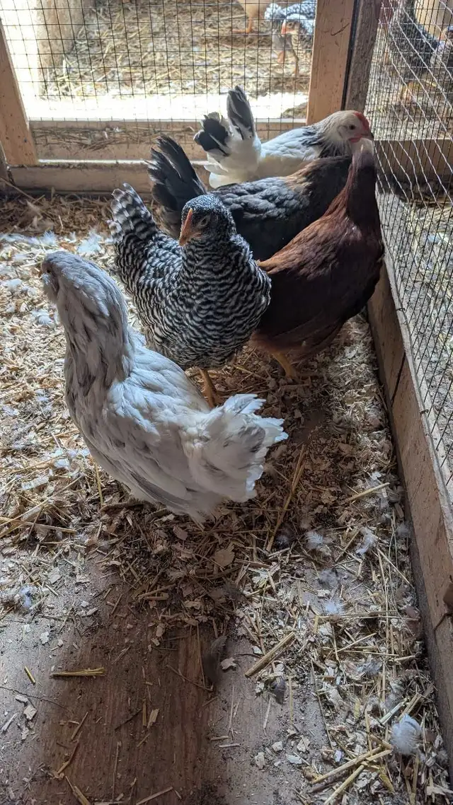 variety pack - hens