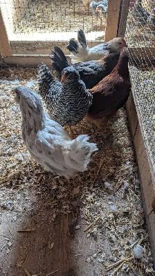 variety pack - hens