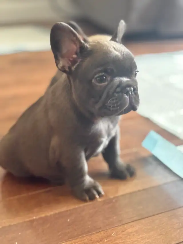CKC French bulldog puppies