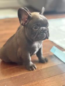 CKC French bulldog puppies